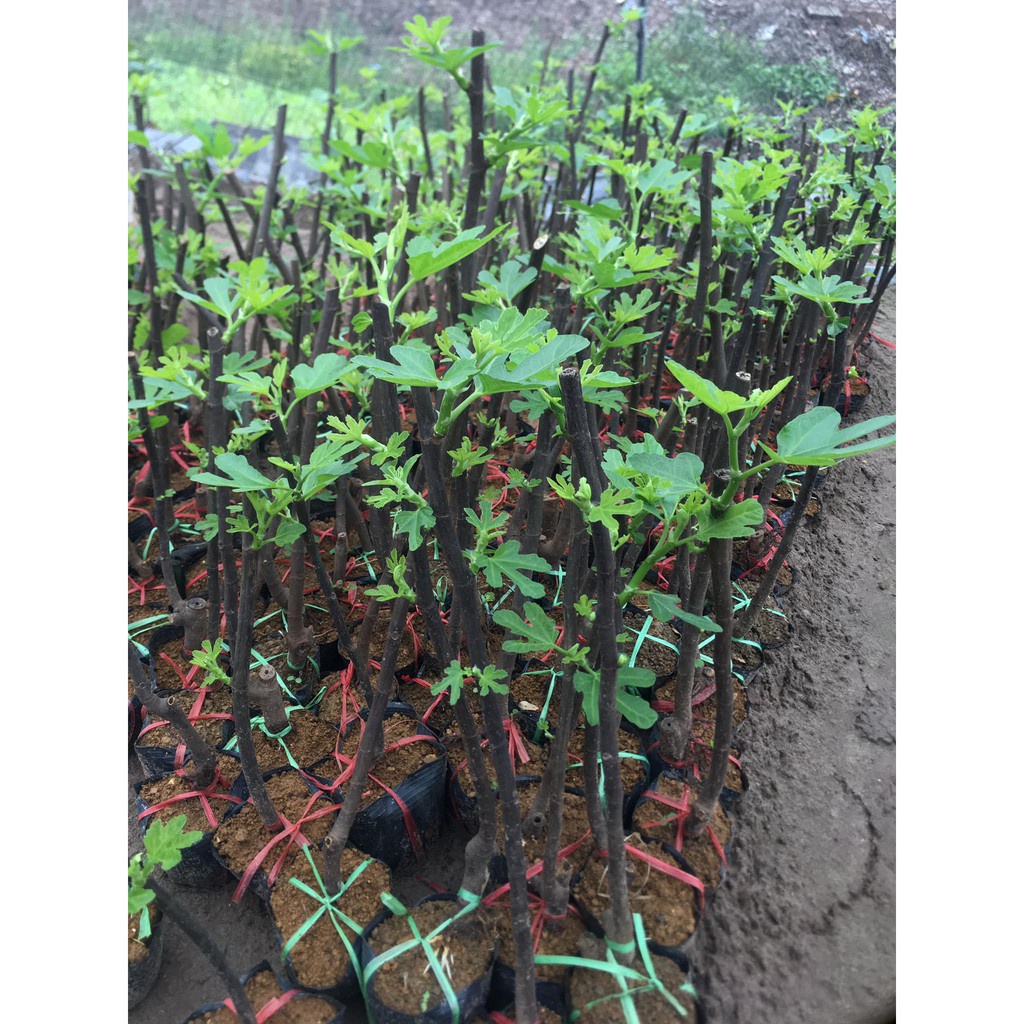 Cây Giống Sung Mỹ Bầu Rễ Ổn Định Trồng 6 Tháng Có Quả