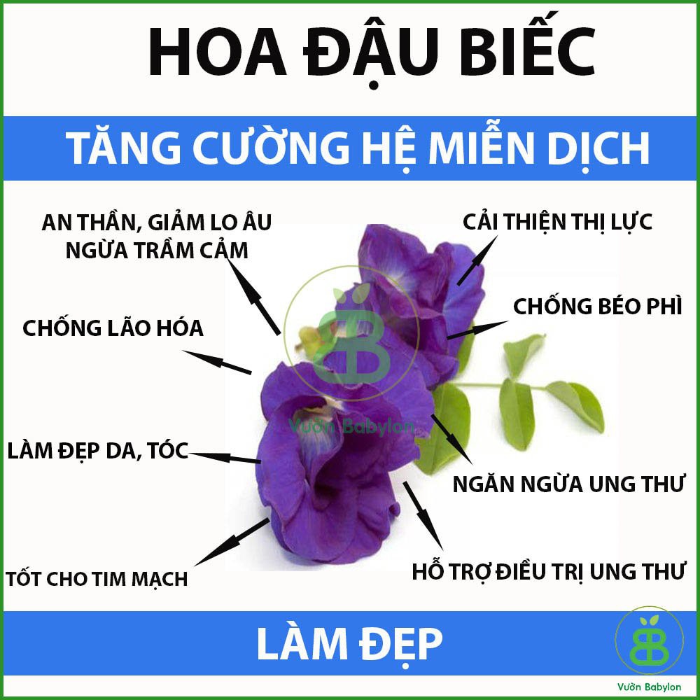 Hạt Giống Hoa Đậu Biếc (KÉP) 20 Hạt Hoa Nhiều, Dễ Trồng