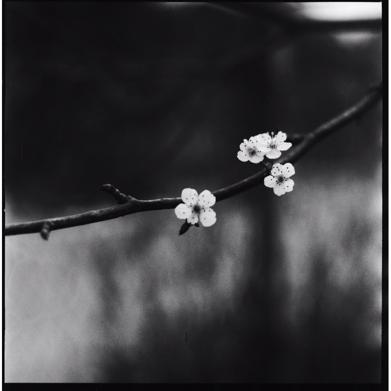 Kodak Plus x 2402 BW film