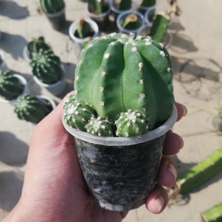 Xương rồng khế