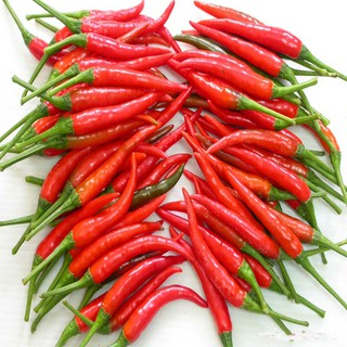 TINH DẦU ỚT (CAPSICUM  OIL)100ml