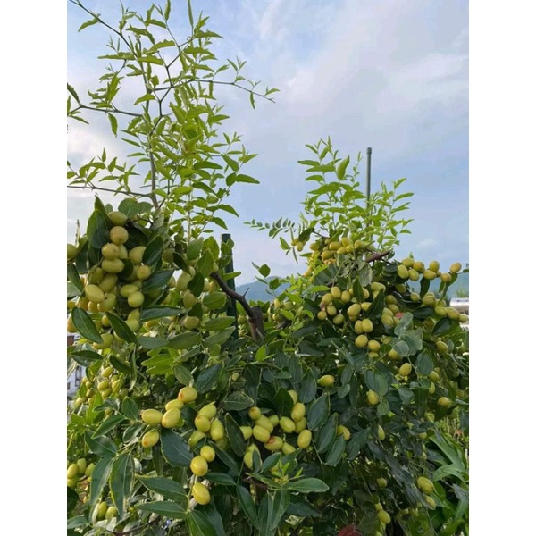 Giống Táo Tàu Siêu Trái Sugar