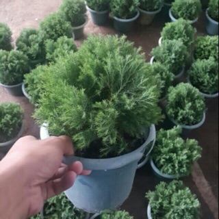 Cây tùng bồng lai chậu nhựa hàng đẹp
