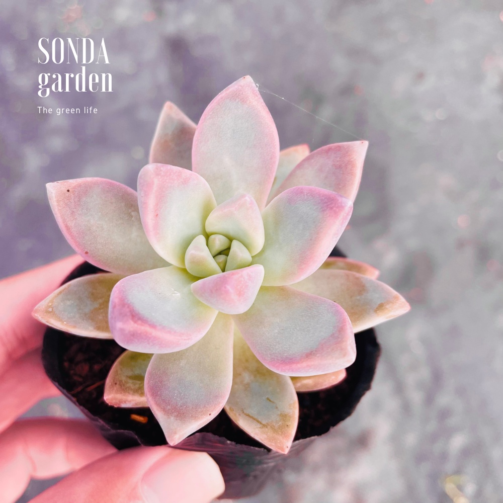 Sen đá pink gem SONDA GARDEN size bé 5-8cm, xuất xứ Đà Lạt, khoẻ đẹp, lỗi 1 đổi 1