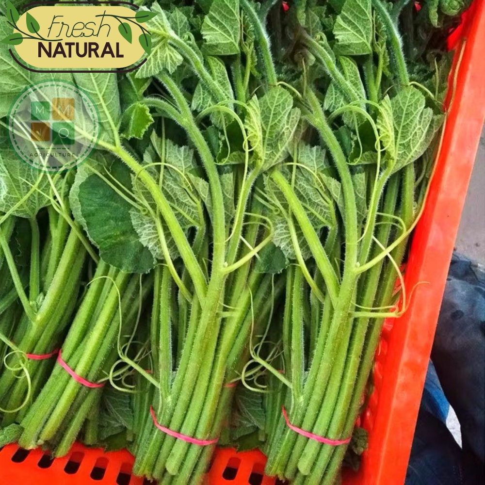 Hạt giống bí siêu ngọn Đài Loan, giòn ngọt giàu dinh dưỡng