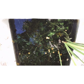 Ốc táo vàng