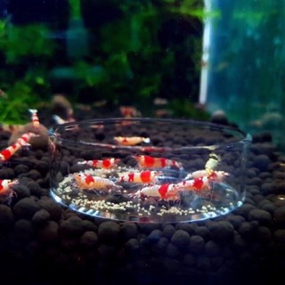 Ống + Chén Thuỷ Tinh Cho Bể Tép,Tôm & Bể Thuỷ Sinh