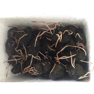 20 củ bông súng đà lạt