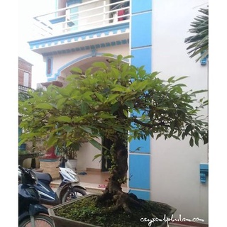 CÒN HÀNG CÂY SUNG THẾ CỰC ĐẸP