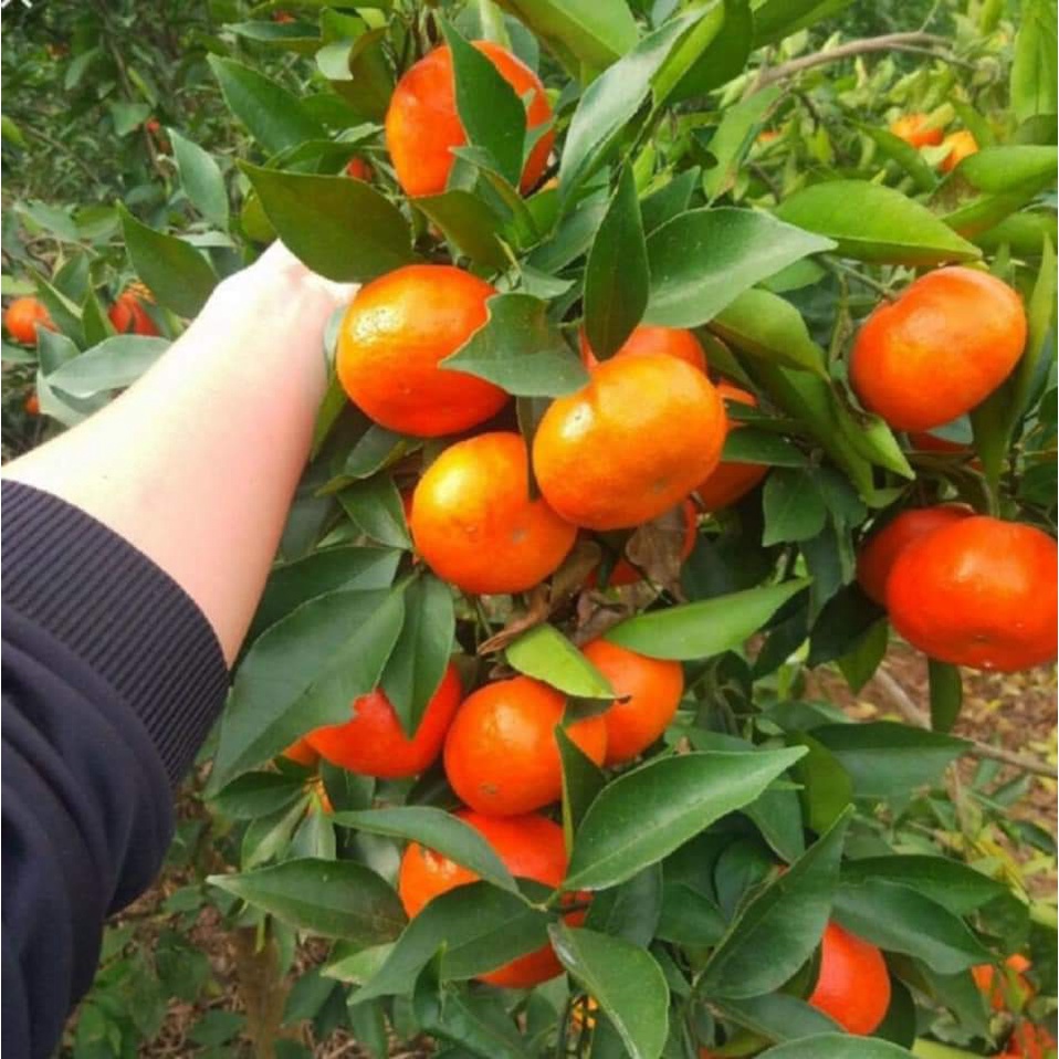 Cây Cam Đường Canh không hạt ( cây ghép siêu sớm trái)