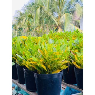 Cây Vàng Bạc (loại lá lớn)