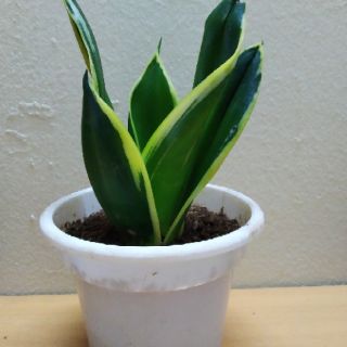 Cây Lưỡi Hổ Thái Mini