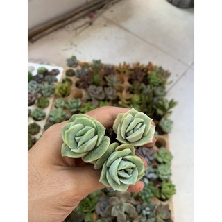 Combo 10 sen vỉ