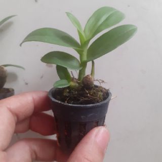 Trầm rồng đỏ giống