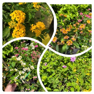 Cây hoa Ngũ Sắc ( Trâm Ổi) dễ trồng và ra hoa quanh năm