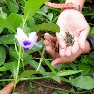 Combo 20 quả nổ sâm tanh tách