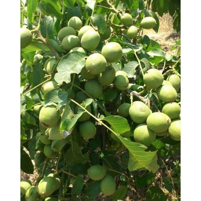 Cây Giống óc chó