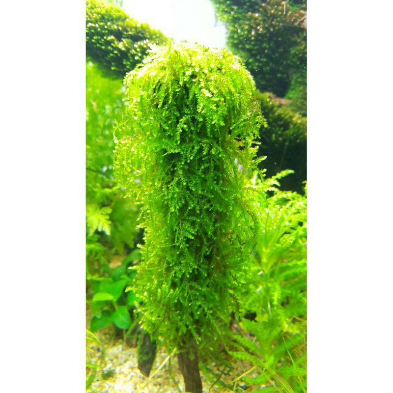 rêu weeping sin - weping rêu thuỷ sinh - dễ trồng không cần co2