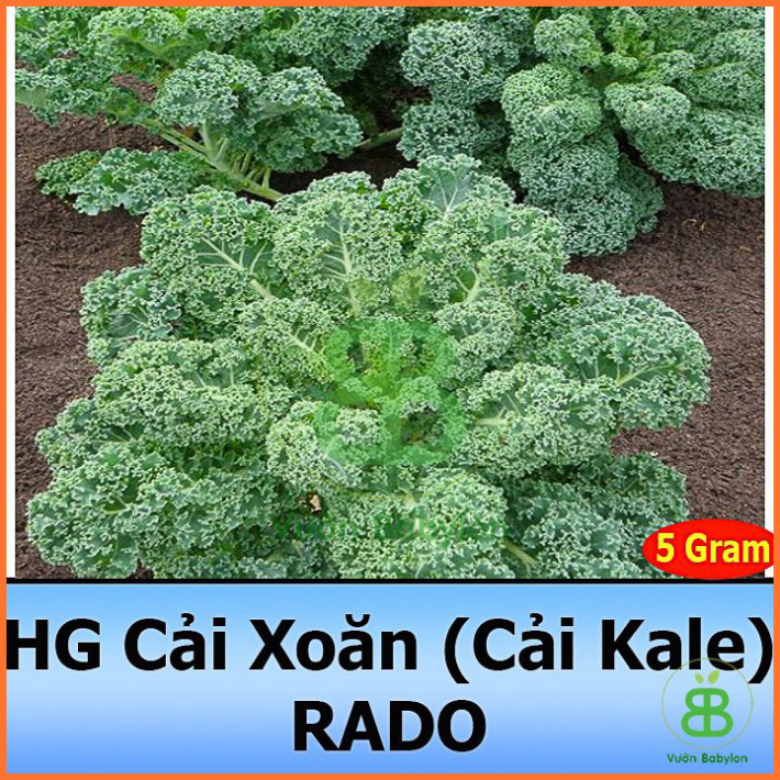 Hạt Giống Cải Xoăn Kale 5G Dễ Trồng, Năng Suất Cao