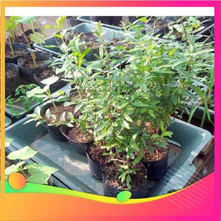 Hạt giống cây lựu lùn - 10 hạt vietgar