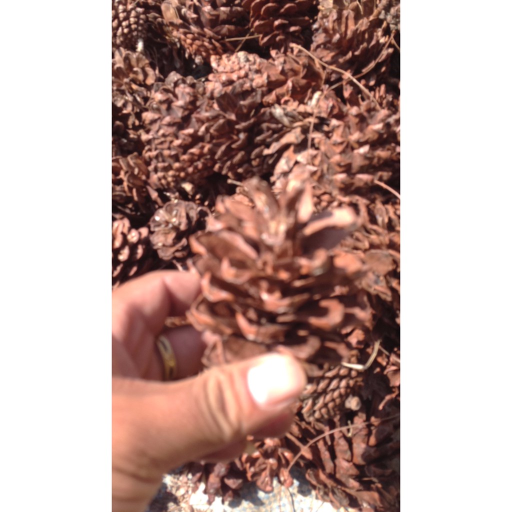 50 Quả thông khô