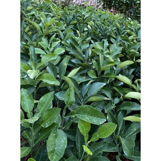 Cây 🌲 Bưởi Rubi... ruột đỏ