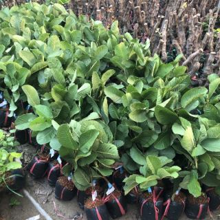 Cây  giống ổi ruby ruột  đỏ