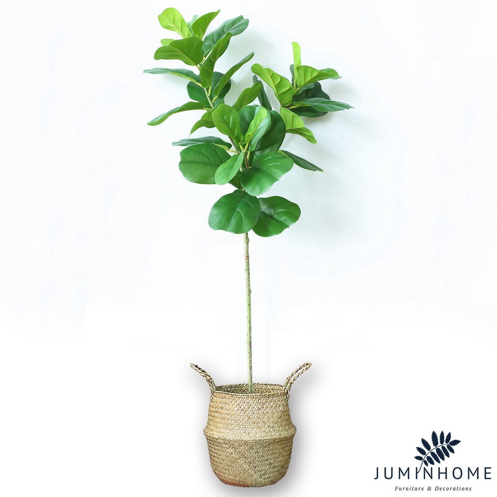 Cành bàng Singapore - Cây hoa giả Decor trang trí nhà cửa nội thất phòng khách, phòng ngủ