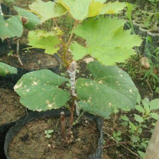 Cây Giống Nho Đỏ Leo Giàn