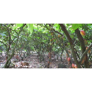 Bột Cacao LACACAO PREMIUM 500g