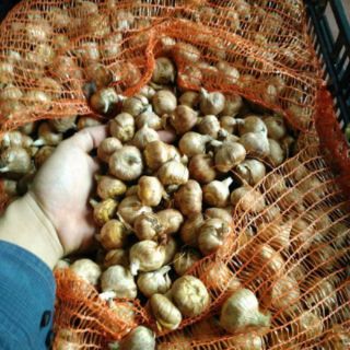 Combo 5 củ hoa lay ơn