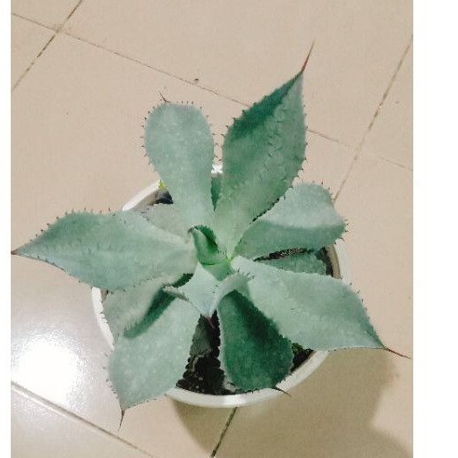 Cây xr agave