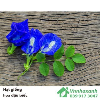 Hạt giống Hoa Đậu Biếc kép