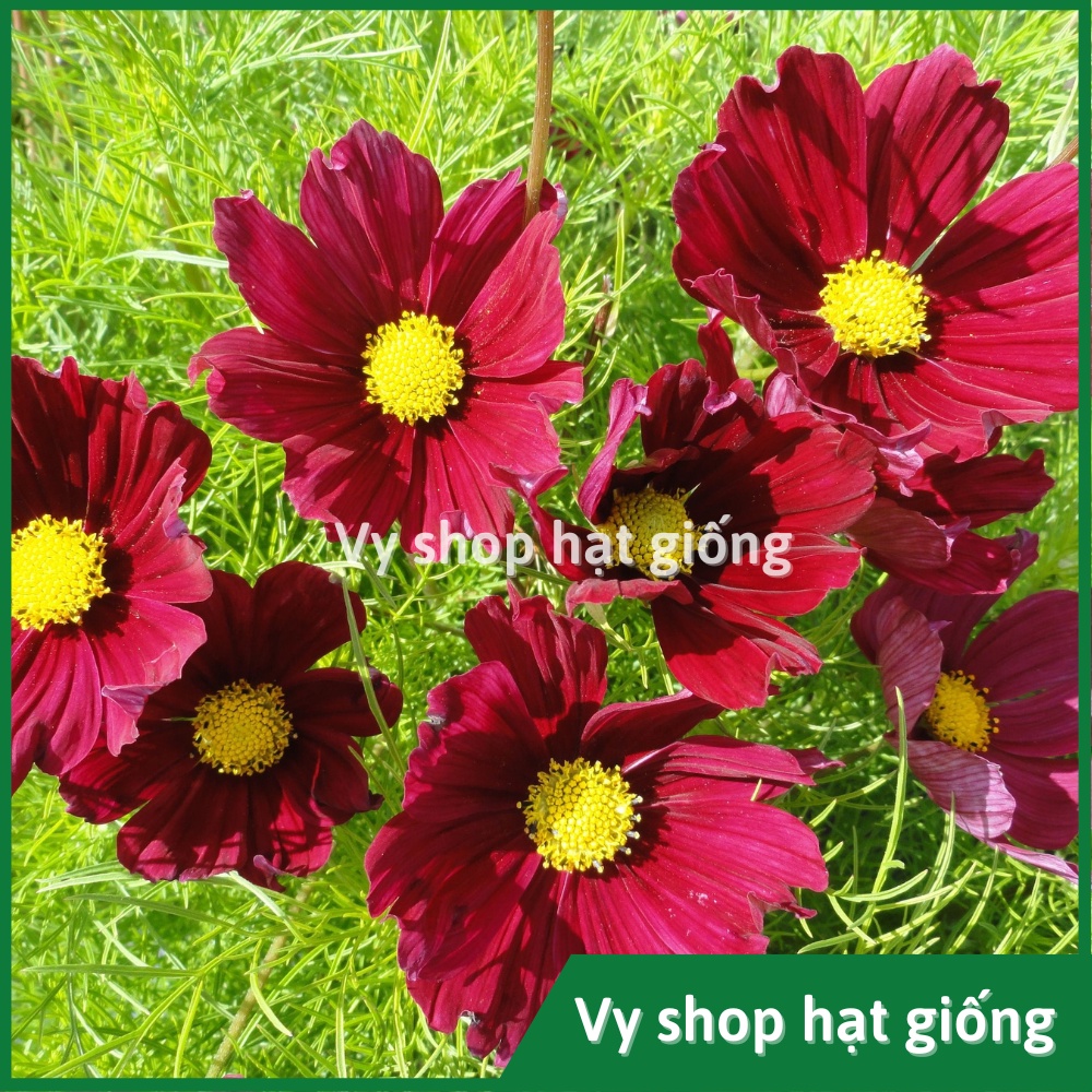 Hạt giống hoa sao nhái đỏ Dazzler gói 100 hạt