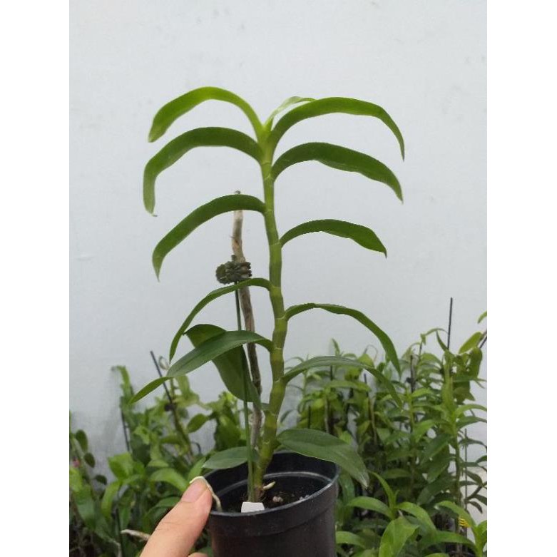 Hoa phong lan - trầm rồng đỏ