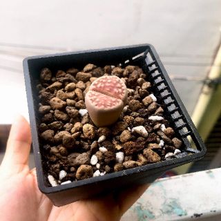 Lithops thạch lan lớn 3 - 3.5 cm luôn chậu 150k(liên hệ chọn màu)