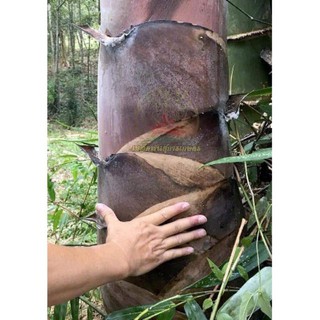 Cây Tre Khổng Lồ Thái Lan