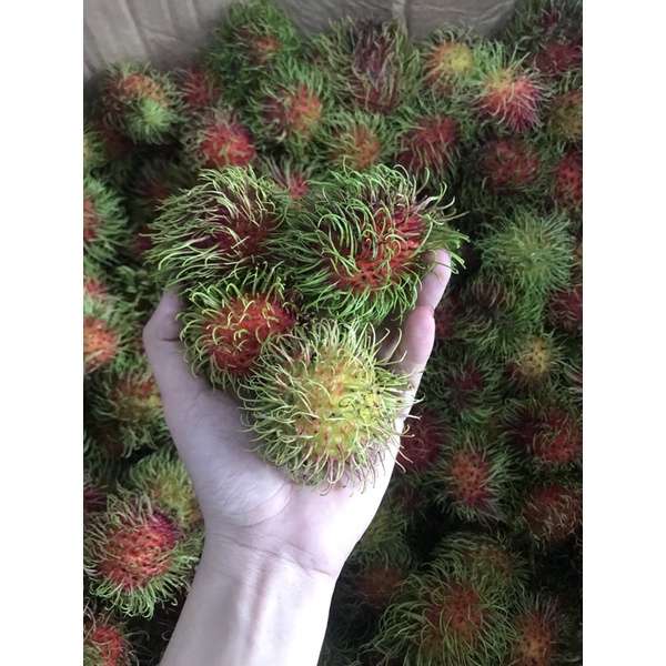 Chôm Chôm Thái Siêu Tươi Ngon Giao Tận Nơi