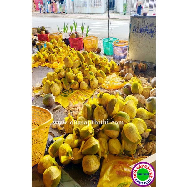 DỪA SÁP LOẠI 2 MINI