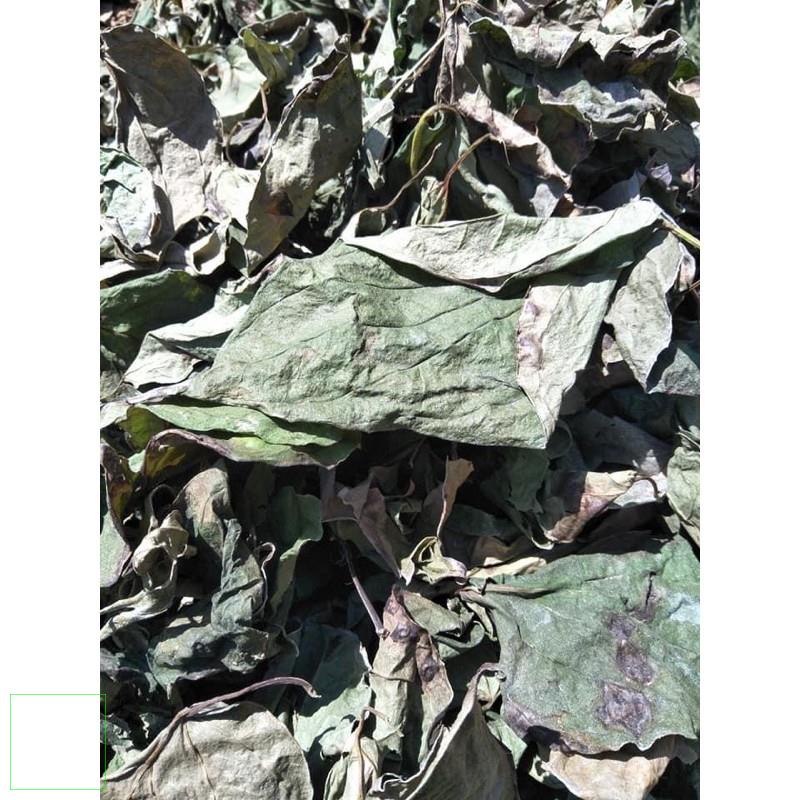 1kg Bột lá trầu không handmade