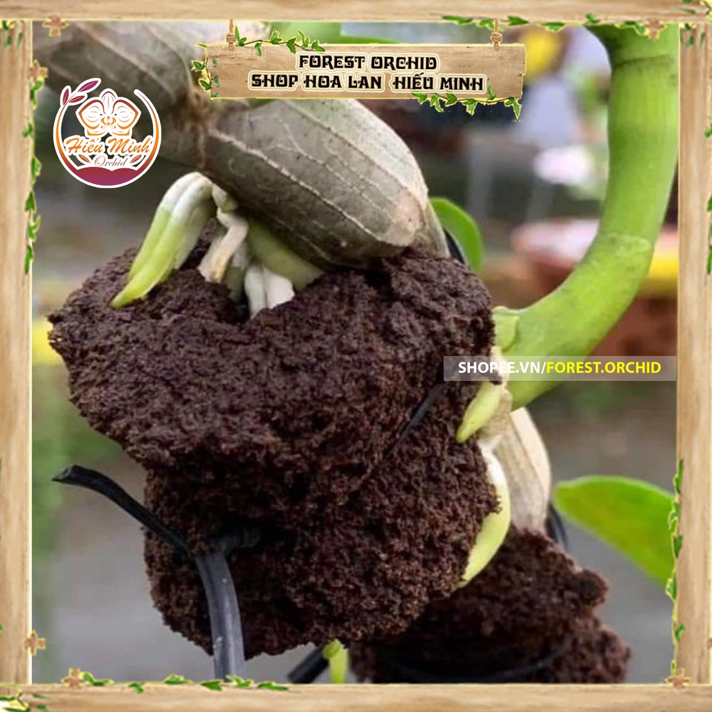 Mút Ươm Kei Hà Lan, cho Hoa, Lan ,loại , TỐT, Thuốc,Làm, cây cảnh và hạt giống, Bền, Đẹp, Xanh, Sống, Chất,Lượng