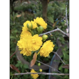 MAI CÚC QUÝ PHI ghép gốc mai vàng sửa rễ đẹp.