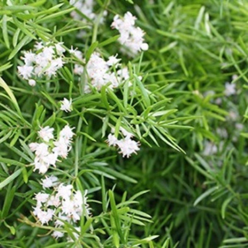 Cây trúc thiên môn đông