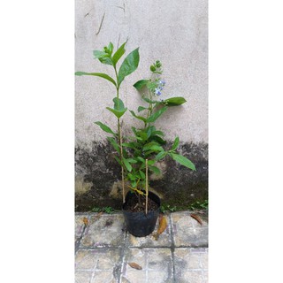 Hoa thanh điệp(hoa cánh tiên)