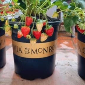 Chậu trồng hoa cây cây cảnh Monrovia 1.5Gal màu đen trồng cây văn phòng để bàn