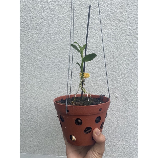 5ct gái nhảy tách kie
