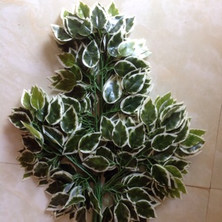 Lá si xanh viền trắng - 1 Bó / 12 cành