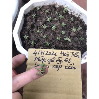 Sedum nếp cẩm ( sen đá mini, mười giờ Ấn độ)