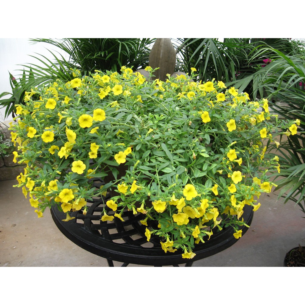 Hạt Giống Hoa Triệu Chuông F1 Siêu Dễ Trồng [ Gói 50gram, 100gram, 200gram ]