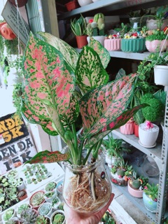 Chậu vạn lộc thuỷ sinh